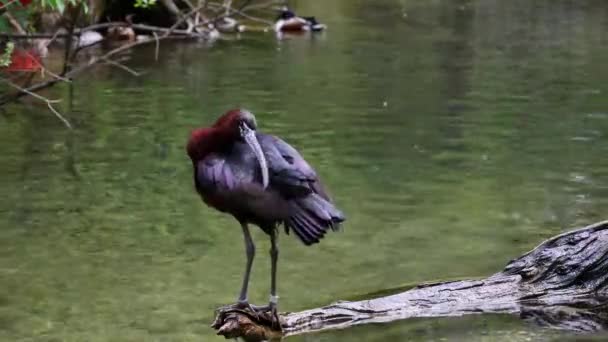 Lesklý Ibis Plegadis Falcinellus Pták Brodící Ibis Čeledi Threskiornithidae — Stock video