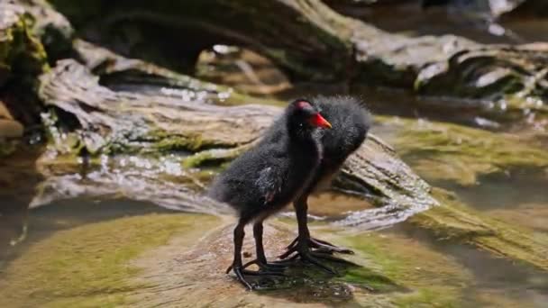 少年の赤ちゃん一般的なMoorhen Gallinulaクロループまた 水として知られている 沼の鶏 そして青い湖の水で泳ぐ一般的なガリヌールとして — ストック動画
