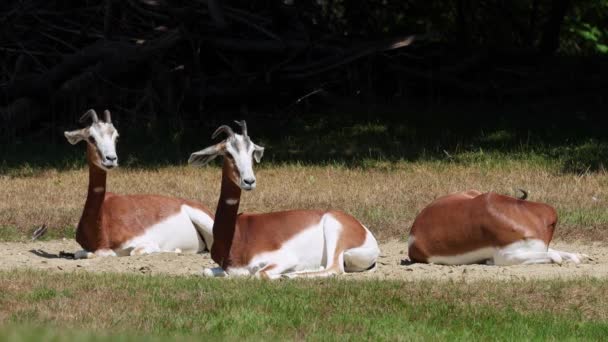 大马羚羊 Dama Gazelle 是一种羚羊 生活在撒哈拉沙漠和萨赫勒地区的非洲人 在沙漠灌木和相思树上吃草 在干旱中吃粗糙的草 — 图库视频影像