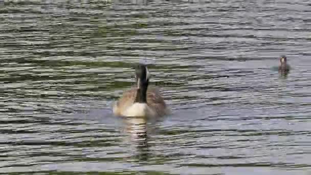 Barnacle Goose Branta Lökopsis Almanya Münih Yakınlarında Bir Gölde Siyah — Stok video
