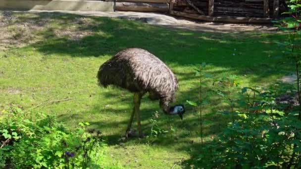 Emu Dromaius Novaehollandiae Segundo Maior Pássaro Vivo Altura Depois Seu — Vídeo de Stock