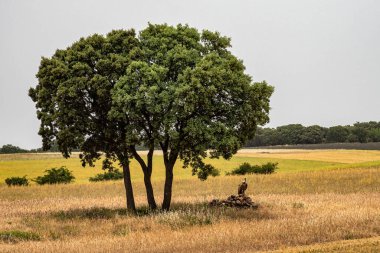 Griffon Vulture, Gyps fulvus, Buitre Leonado on grassland at Covarrubias, Castilla Leon, Spain.