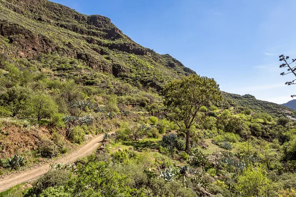 Wędrówki Barranco Guayadeque Caldera Los Marteles Obszaru Wulkanicznego Suchymi Polami — Zdjęcie stockowe