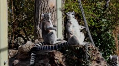 Halka kuyruklu lemur Lemur, Lemur catta uzun, siyah ve beyaz halkalı kuyruğundan dolayı büyük bir strepsirrhine primatı ve en tanınmış lemur türüdür.