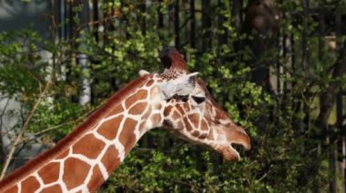 Zürafa, Zürafa camelopardalis, Afrika 'nın tek ayak parmaklı tek parmaklı, yaşayan en uzun boylu, en uzun boylu kara hayvanıdır..