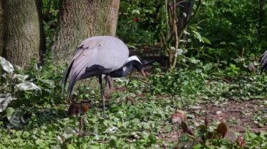 Demokiselle Crane ve Anthropoides başak kuşları gün boyunca açık yeşil çayırlarda yaşarlar. Orta Avrupa 'da bulunan bir turna türüdür.