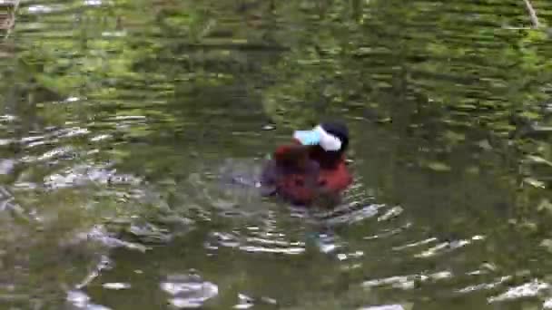 Ruddy Duck Oxyura Jamaicensis Een Eend Uit Noord Amerika Een — Stockvideo