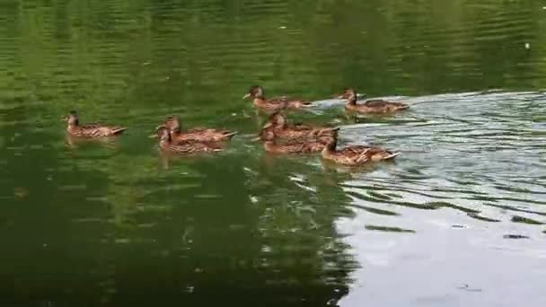 Canard Colvert Canard Sauvage Anas Platyrhynchos Est Canard Barboteur Qui — Video