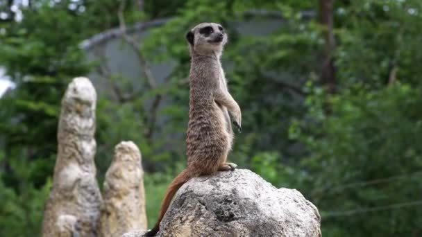 Meerkat Suricata Suricatta Assis Sur Une Pierre Regardant Loin — Video