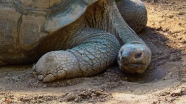 Curieuse Adası 'ndaki (Seyşeller Adası' ndaki Praslin Adası 'nın başarılı bir vahşi kaplumbağa koruma programına ev sahipliği yapan) dev Aldabra kaplumbağası (Aldabrachelys gigantea).