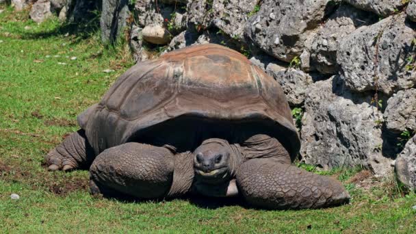 Tartaruga Gigante Aldabra Aldabrachelys Gigantea Ilha Curieuse Local Bem Sucedido — Vídeo de Stock