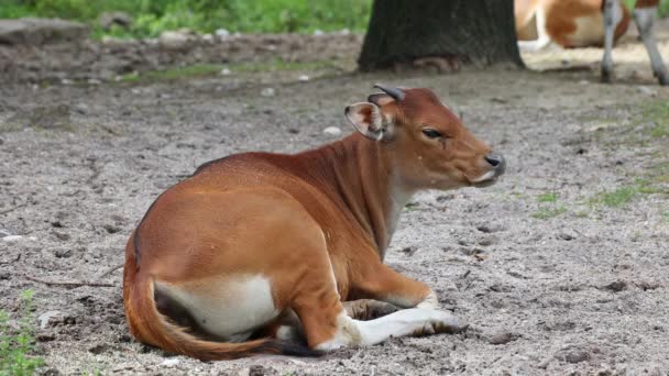 Banteng Bos Javanicus Czy Red Bull Jest Rodzaj Dzikiego Bydła — Wideo stockowe