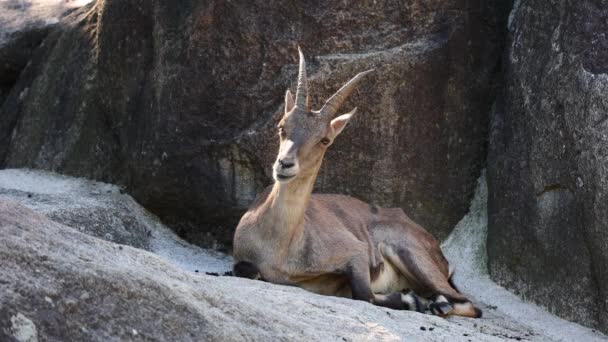 Man Berg Steenbok Capra Steenbok Zittend Een Rots Een Duits — Stockvideo