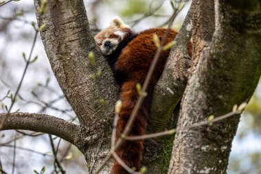 Kırmızı panda, Ailurus fulgens, daha küçük panda ve kırmızı kedi ayı olarak da bilinir..