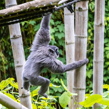 Gümüş maymunu, Hyloates Moloch. Gümüş renkli şebek, en çok tehdit edilen türler arasında yer alıyor..