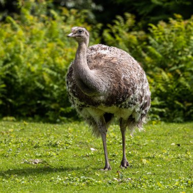 Darwin 'in Rhea' sı, Rhea pennata daha az Rhea olarak da bilinir. Büyük, uçamayan bir kuştur, fakat iki Rheas türünün en küçüğüdür..
