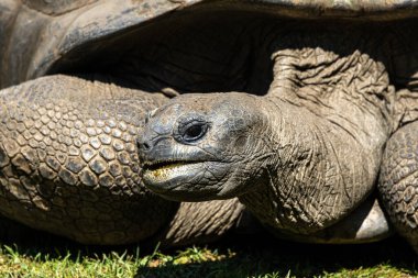 Aldabra dev kaplumbağa, Curieuse Deniz Ulusal Parkı, Curieuse Adası, Seyşeller