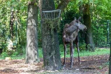 Avrupa geyiği, Alces alces, geyik olarak da bilinir. Vahşi yaşam hayvanı.