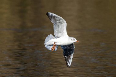 The European Herring Gull, Larus argentatus is a large gull, One of the best known of all gulls along the shores of western Europe clipart