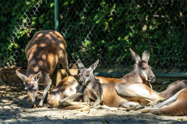 The red kangaroo, Macropus rufus is the largest of all kangaroos, the largest terrestrial mammal native to Australia, and the largest extant marsupial.