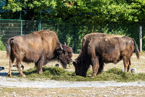 Bisonte Americano Simplemente Bisonte También Conocido Comúnmente Como Búfalo Americano — Foto de Stock