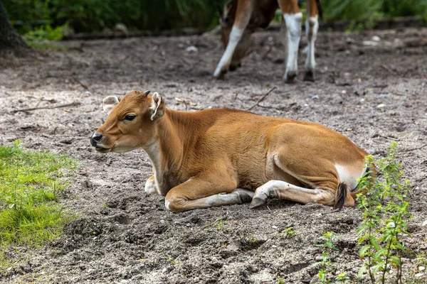 Banteng Bos Javanicus Red Bull Tipo Ganado Salvaje Pero Hay — Foto de Stock