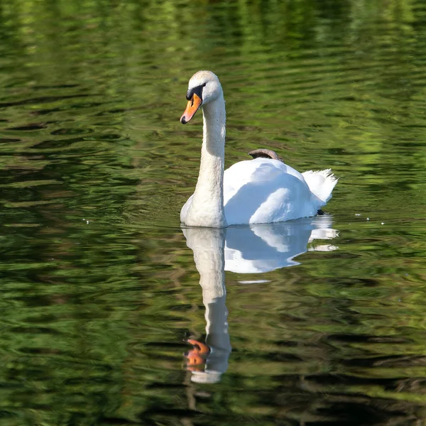 Cygnus Olor Una Especie Cisne Familia Anatidae Aquí Nadando Lago — Foto de Stock