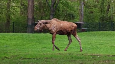 Geyik ya da geyik, Alces Alces geyik familyasındaki en büyük türdür. Geyikler, erkeklerin geniş, düz ya da palmat boynuzlarıyla ayırt edilir..