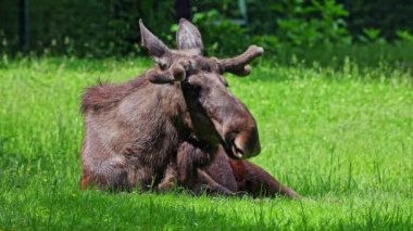 Geyik ya da geyik, Alces Alces geyik familyasındaki en büyük türdür. Geyikler, erkeklerin geniş, düz ya da palmat boynuzlarıyla ayırt edilir..