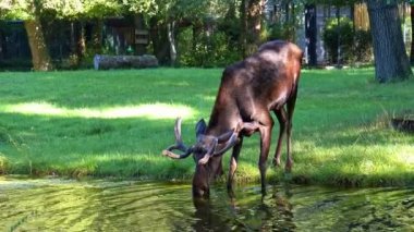 Geyik ya da geyik, Alces Alces geyik familyasındaki en büyük türdür. Geyikler, erkeklerin geniş, düz ya da palmat boynuzlarıyla ayırt edilir..