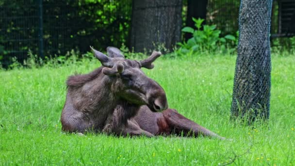 Orignal Wapiti Alces Alces Est Grande Espèce Existante Dans Famille — Video