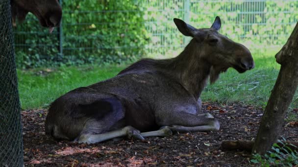 Alces Alces Maior Espécie Existente Família Dos Veados Alces São — Vídeo de Stock