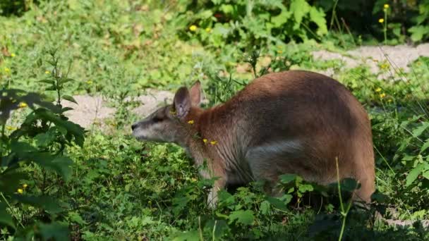 Macropus Agilis También Conocido Como Wallaby Arenoso Una Especie Wallaby — Vídeos de Stock