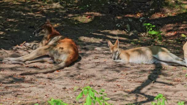 Wallaby Agile Macropus Agilis Aussi Connu Sous Nom Wallaby Sablonneux — Video