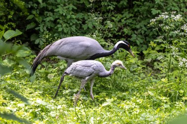 Family of Demoiselle Crane, Anthropoides virgo are living in the bright green meadow during the day time. It is a species of crane found in central Eurosiberia