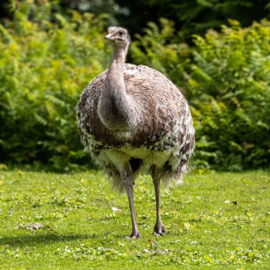 Darwin 'in Rhea' sı, Rhea pennata daha az Rhea olarak da bilinir. Büyük, uçamayan bir kuştur, fakat iki Rheas türünün en küçüğüdür..