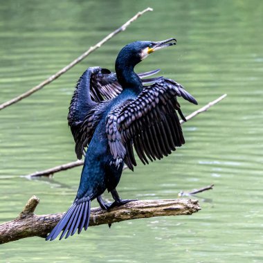 Kuzey yarımküre boyunca büyük siyah karabatak olarak bilinen büyük karabatak, Avustralya 'daki siyah karabatak ve Yeni Zelanda' nın daha güneyindeki siyah karabatak