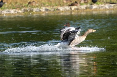 Anser anser, Anatidae familyasından Anatidae familyasından bir kaz türü..