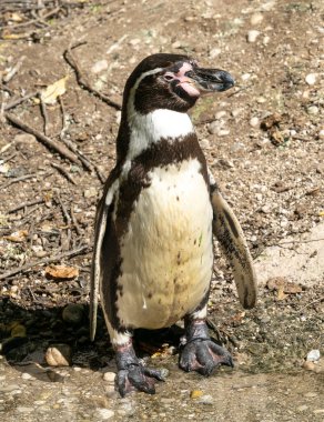 Humboldt Pengueni (