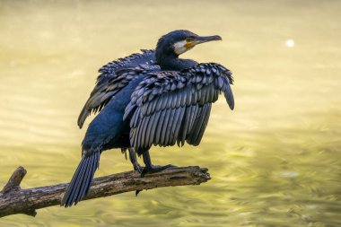 Kuzey yarımküre boyunca büyük siyah karabatak olarak bilinen büyük karabatak, Avustralya 'daki siyah karabatak ve Yeni Zelanda' nın daha güneyindeki siyah karabatak
