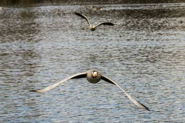 Çubuk Kafalı Kaz Münih Bir Gölün Üzerinde Uçuyor Anser Indicus — Stok fotoğraf