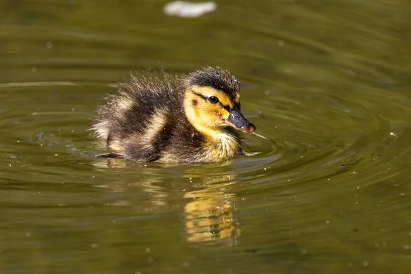 Άγρια Πάπια Mallard Οικογένεια Anas Platyrhynchos Νεαρούς Καλικάντζαρους Μια Λίμνη — Φωτογραφία Αρχείου