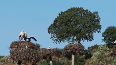 Beyaz leylekler, ağustos böceği, yuvada çiftleşiyorlar. Los Barruecos Doğal Anıtı, Malpartida de Caceres, Extremadura, İspanya 'da çiftleşen vahşi hayvanlar.