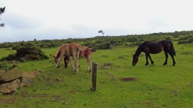 Wild horses eating grass at San Andres de Teixido in Galicia, Spain, Europe