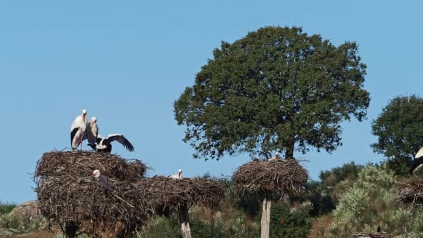 Cegonhas Brancas Ciconia Ciconia Acasalamento Ninho Animais Selvagens Que Copulam — Vídeo de Stock