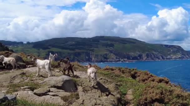 Cabras Silvestres Los Acantilados Costa Península Estaca Bares Provincia Coruña — Vídeos de Stock