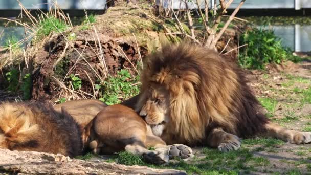 狮子Panthera Leo是黑豹属的四大猫科动物之一 也是猫科动物中的一员 — 图库视频影像