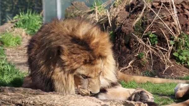 Leul Panthera Leo Este Una Dintre Cele Patru Pisici Mari — Videoclip de stoc