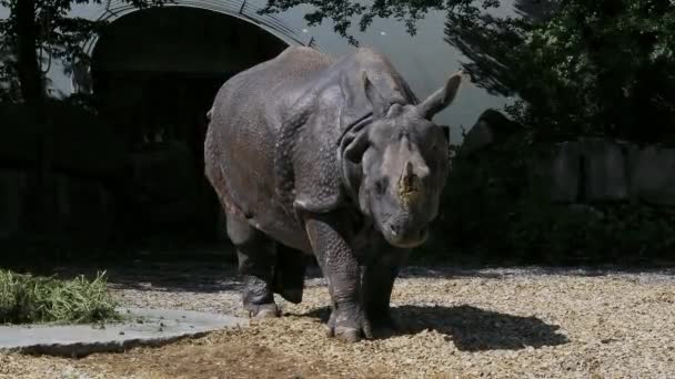 Indische Neushoorn Rhinoceros Unicornis Een Zangvogel Uit Familie Rhinocerotidae Neushoorns — Stockvideo