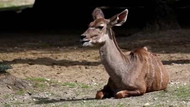 Greater Kudu Tragelaphus Strepsiceros Adalah Antelop Hutan Yang Ditemukan Afrika — Stok Video